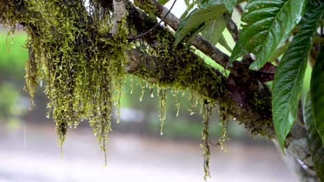 Rain-falling-on-tree-branch-with-hanging-moss,-water-droplets-dripping