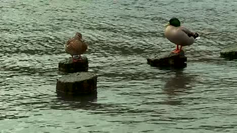 DUCKS-SITTING-ON-STUMPS-ON-THE-RIVER
