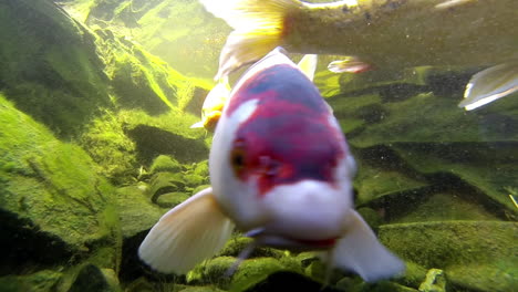 Koi-and-Goldfish-swim-underwater-in-pond