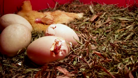 Duckling-beak-through-crack-in-egg,-hatching-baby-ducks-in-incubator