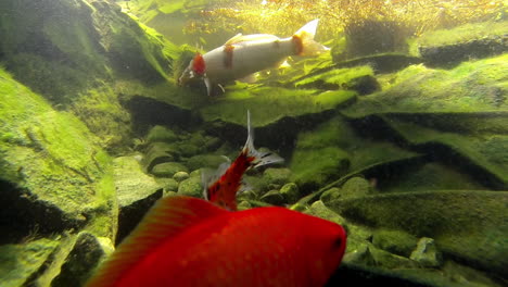 Koi-Und-Goldfische-Schwimmen-Und-Ernähren-Sich-Unter-Wasser-Im-Teich