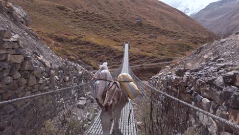 Wild-Hourse-Cruza-Un-Puente-Colgante-Sobre-La-Montaña-Del-Himalaya-En-Nepal-En-El-Famoso-Circuito-De-Annapurna-Trekking