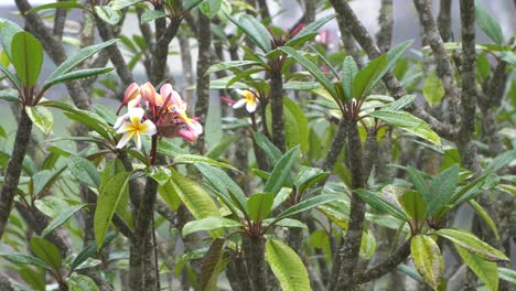 Seamless-loop-rain-on-plumeria-or-frangipani-tree,-tropical-background