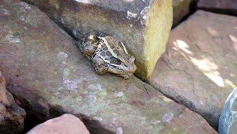 A-Pickerel-Frog-sits-by-a-pond-inflating-his-throat-sac