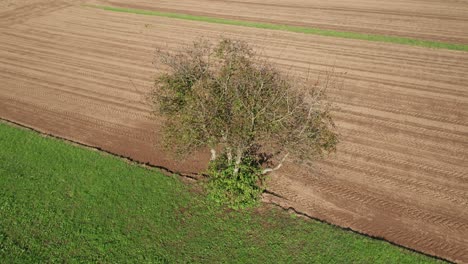 Lone-tree-in-farmland,-green-meadow-and-brown,-ploughed-field,-aerial-view,-serenity,-peace-and-tranquil-scene,-rural-landscape-birds-eye-view