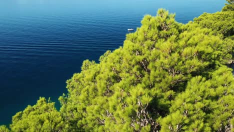 Slow-reveal-shot-of-the-sea-and-the-coastline-from-behind-beautiful-green-pine-trees