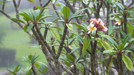 Rain-falls-on-flowers-of-plumeria-tree,-tropical-plant-background