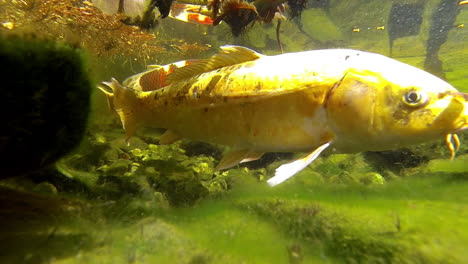 Koi-Und-Goldfische-Schwimmen-Unter-Wasser-Im-Teich