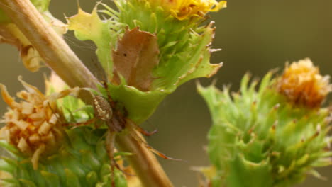 Macro-video-of-a-spider-hiding-on-a-plant-stem
