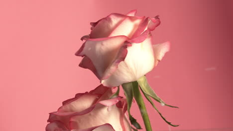 Pouring-vegan-coloured-milk-over-roses