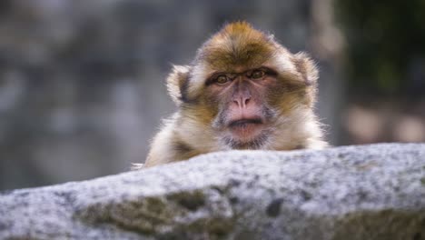 Adorable-Barbary-Macaque-monkey-is-looking-straight-in-the-camera,-beautiful-close-up-shot