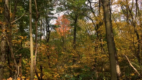 Herbst-Zwischen-Busch-Und-Bäumen