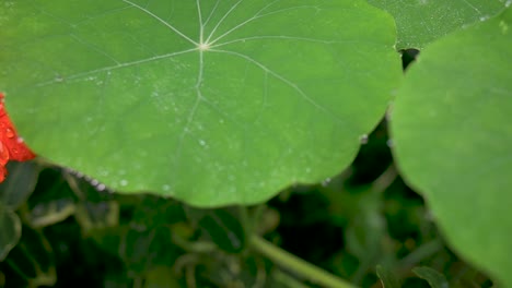 Brilliant-raindrops-on-leaves-and-flower-of-a-garden-nasturtium-in-the-early-morning