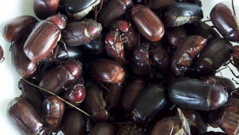 Creepy-crawling-mass-of-brown-beetles,-top-down-view-live-insects-background