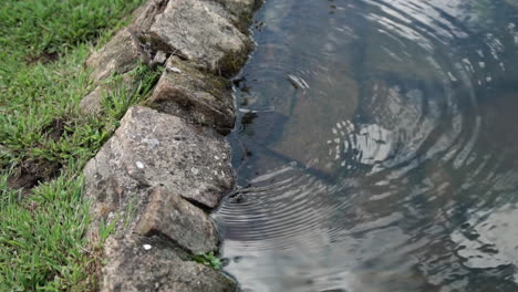 view-of-snake-in-water-stream,-next-to-small-rock-embankment
