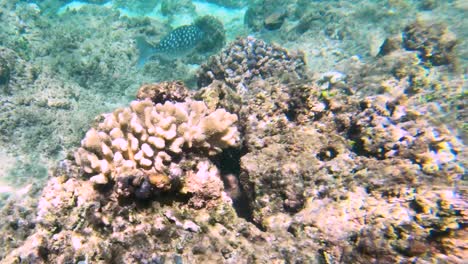 Chub-Brassy-Nada-Entre-Arrecifes-De-Coral-Y-Otros-Peces-Tropicales-En-Hawaii