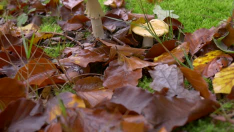Nahaufnahme-Von-Amanita-Im-Wald-In-Einer-Mit-Moos-Bedeckten-Lichtung-Und-Gefallenen-Herbstblättern-Nach-Regen