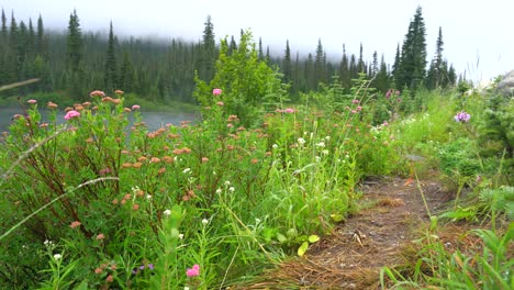Bunte-Wildblumen,-Die-Entlang-Eines-Feldweges-In-Mt-Blühen