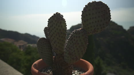 Small-prickly-pear-cactus-on-high-balcony,-hills-and-blue-sky-in-background