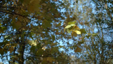 Handheld-Shaky-View-Twig-With-Leaves-Moving-in-The-Wind