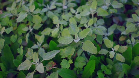 Grüne-Pflanzen-Mit-Morgentau-Auf-Den-Blättern,-Ansicht-Von-Oben-Nach-Unten-Mit-Linksdrehender-Bewegung,-Zeitlupe