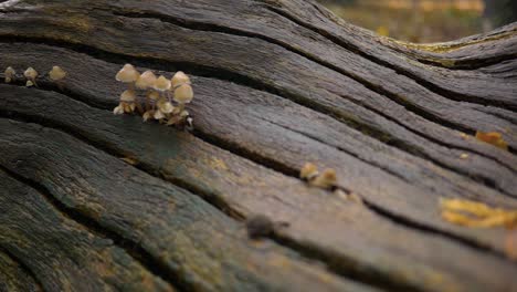 Сlose-up-shot-of-the-trunk-of-a-fallen-tree,-from-the-crevice-of-which-a-grow-small-mushrooms