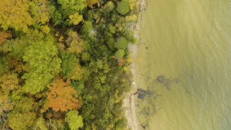 Aerial-straight-down,-lake-shoreline-with-large-trees-and-autumn-foliage