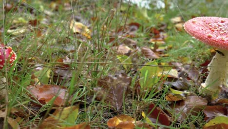 Close-up-shot-of-amanita-in-the-forest-in-a-glade-covered-with-moss-and-fallen-autumn-leaves-after-rain
