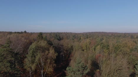 Luftwald-Von-Unten-Nach-Oben-Raketenblick-Herbst