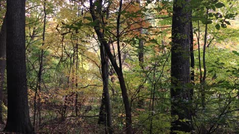 Knorrige-Bäume-Im-Herbst-Einschieben