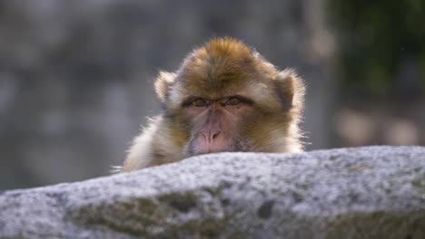 Adorable-Barbary-Macaque-monkey-is-looking-straight-in-the-camera,-beautiful-close-up-shot