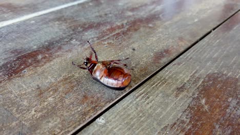 June-Bug-Insekt-Auf-Den-Hinteren-Wellenbeinen-Und-Kämpft-Um-Umdrehen,-Käfermakro
