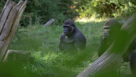 2-Gorilas-De-Tierras-Bajas-Comiendo-Y-Relajándose-En-La-Hierba