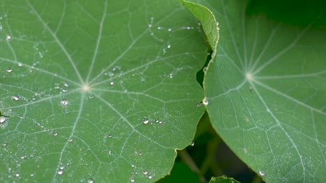 Brilliant-raindrops-on-leaves-of-a-garden-nasturtium-in-the-early-morning