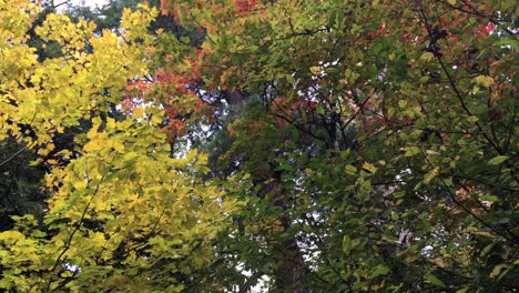 Colorful-Fall-Eastern-Canadian-foliage,-low-angle