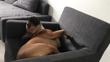 French-bulldog-spins-on-the-armchair-and-pushes-the-person-out-of-place,-strange-movements-of-the-dog-on-the-armchair-in-the-moment-of-relaxation,-lazy-dog-on-the-armchair