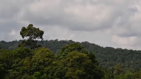 A-Tree-Jutting-out-of-the-Forest,-Mountains-and-Moving-Clouds-in-Khao-Yai-National-Park,-Time-lapse-at-Original-Speed