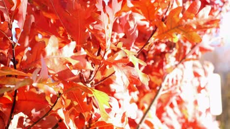 Orangefarbene-Herbstblätter,-Die-In-Einer-Starken-Brise-Wehen-2-Von-2