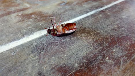 Käfer-Auf-Dem-Rücken-Dreht-Sich-Mit-Flügeln-Um,-Kämpfendes-Insekt-Bemüht-Sich