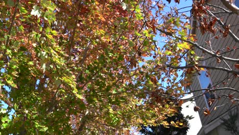 Autumn-leaves-falling-off-of-a-tree-in-October