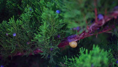 Snail-on-thin-branch-of-Thuja-bush,-no-movement,-slow-motion