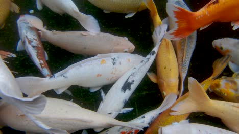 Unterwasseraufnahmen-Von-Koi-Fischen