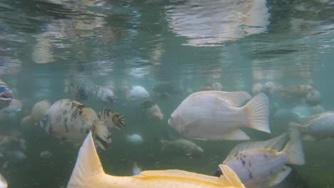 Underwater-footage-of-koi-fish