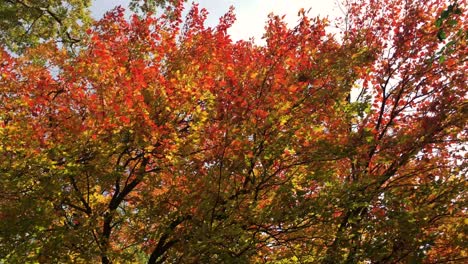 Herrliche-Bunte-Natürliche-Herbstblätter