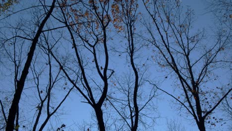 Äste-Hoher-Bäume,-Die-Sich-Im-Wind-Auf-Blauem-Himmel-Bewegen