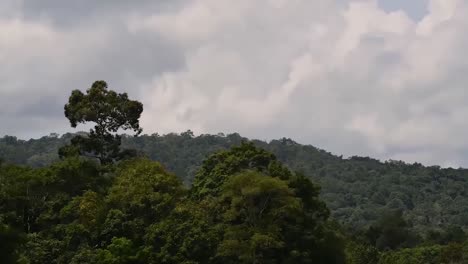 A-Tree-Jutting-out-of-the-Forest,-Mountains-and-Moving-Clouds-in-Khao-Yai-National-Park,-Time-lapse-at-Original-Speed