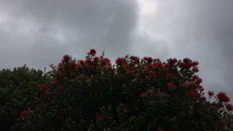Newly-sprung-Pohutukawa-flowers-sway-gently-in-the-breeze-on-a-grey-cloudy-morning-in-Auckland-New-Zealand