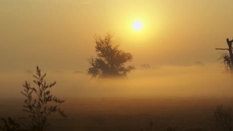Schuss-Morgennebel-über-Offenem-Feld-Bei-Sonnenaufgang