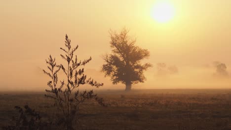 Schuss-Morgennebel-über-Offenem-Feld-Bei-Sonnenaufgang
