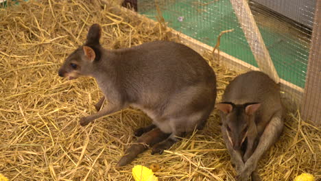 Wallaby-Oder-Mini-Känguru-Auf-Der-Farm